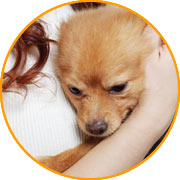 Assurance pour chien